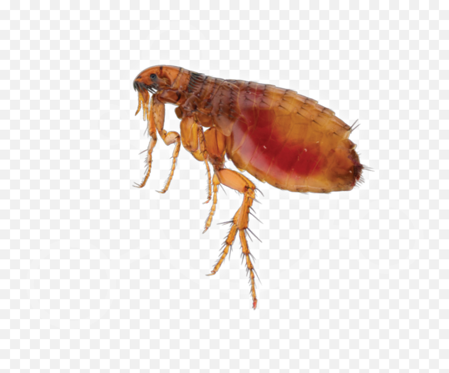 Fleas Insects Zoëcon Professional Products - Fleas Png,Flea Png