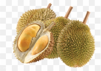 Durian Png - Durian Png,Durian Png
