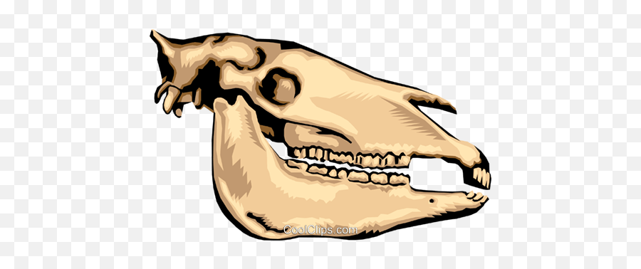 Animal Skull Royalty Free Vector Clip Art Illustration - Animal Skull Clipart Png,Dinosaur Skull Png