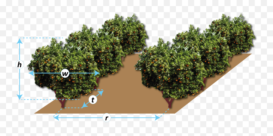 Dosa3d - Volumen De Copa De Un Arbol Png,Tree Canopy Png