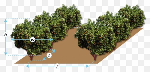 Dosa3d - Volumen De Copa De Un Arbol Png,Tree Canopy Png