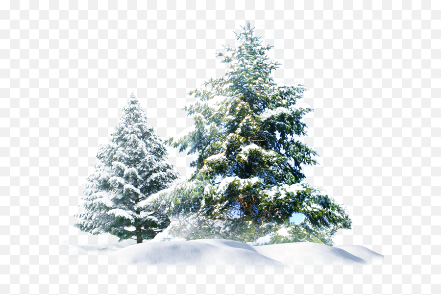 Snow Pine Tree Png Group Hd 1212589 - Png Images,Pine Trees Png