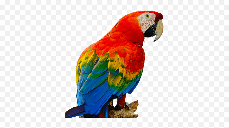 Download Parrot - Parrot Png,Parrot Png