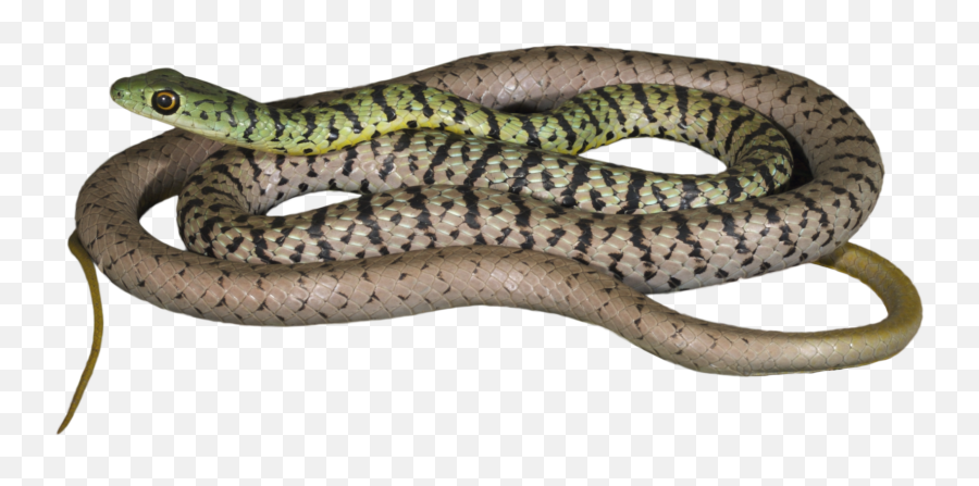 How Would This Information About Snakes - Reptiles Png,Reptiles Png