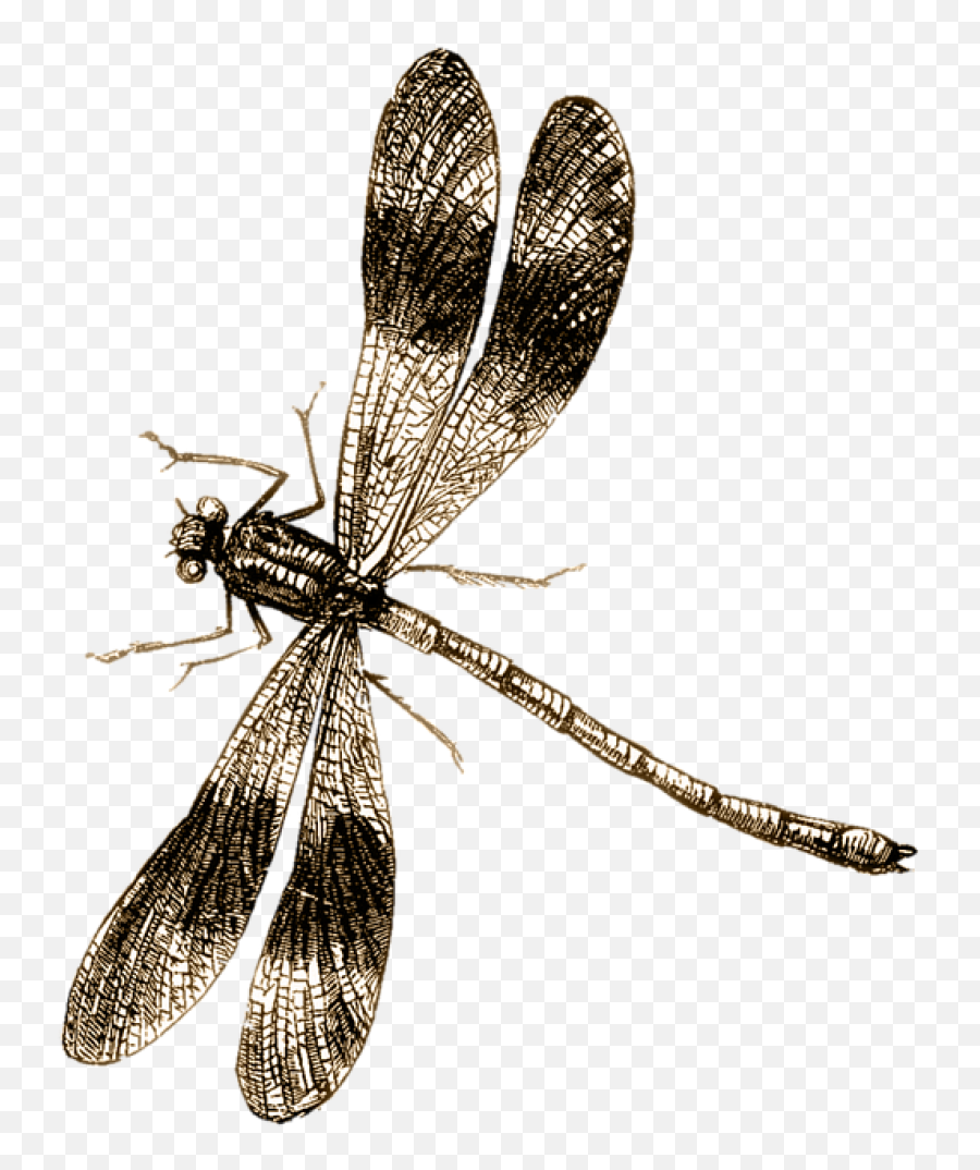 Dragonfly Png Image - Dragonfly Transparent Png Background,Dragonfly Png