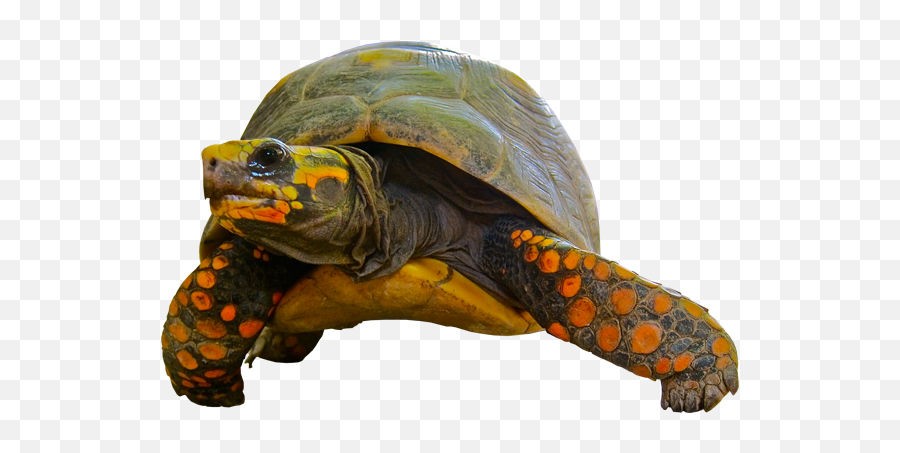 Turtle Transparent Background Image Free Png Images - Transparent Background Turtles Gif,Giraffe Transparent Background