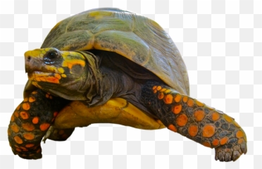 Turtle Transparent Background Image Free Png Images - Transparent Background Turtles Gif