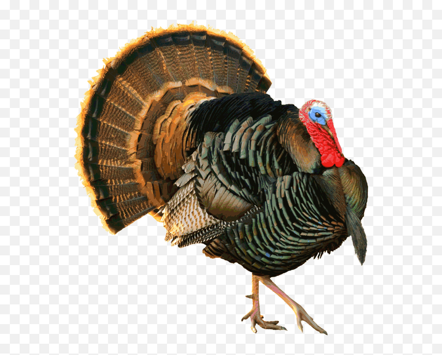 Turkey Images Transparent Png Clipart - Wild Turkey Clipart,Turkey Clipart Png