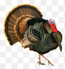 Turkey Images Transparent Png Clipart - Wild Turkey Clipart,Turkey Clipart Png