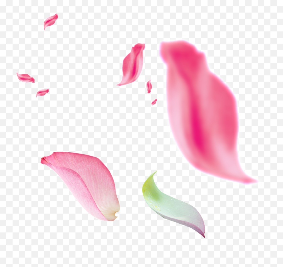 Beautiful Floating Pink Petals - Flor Caindo Png,Pink Petals Png