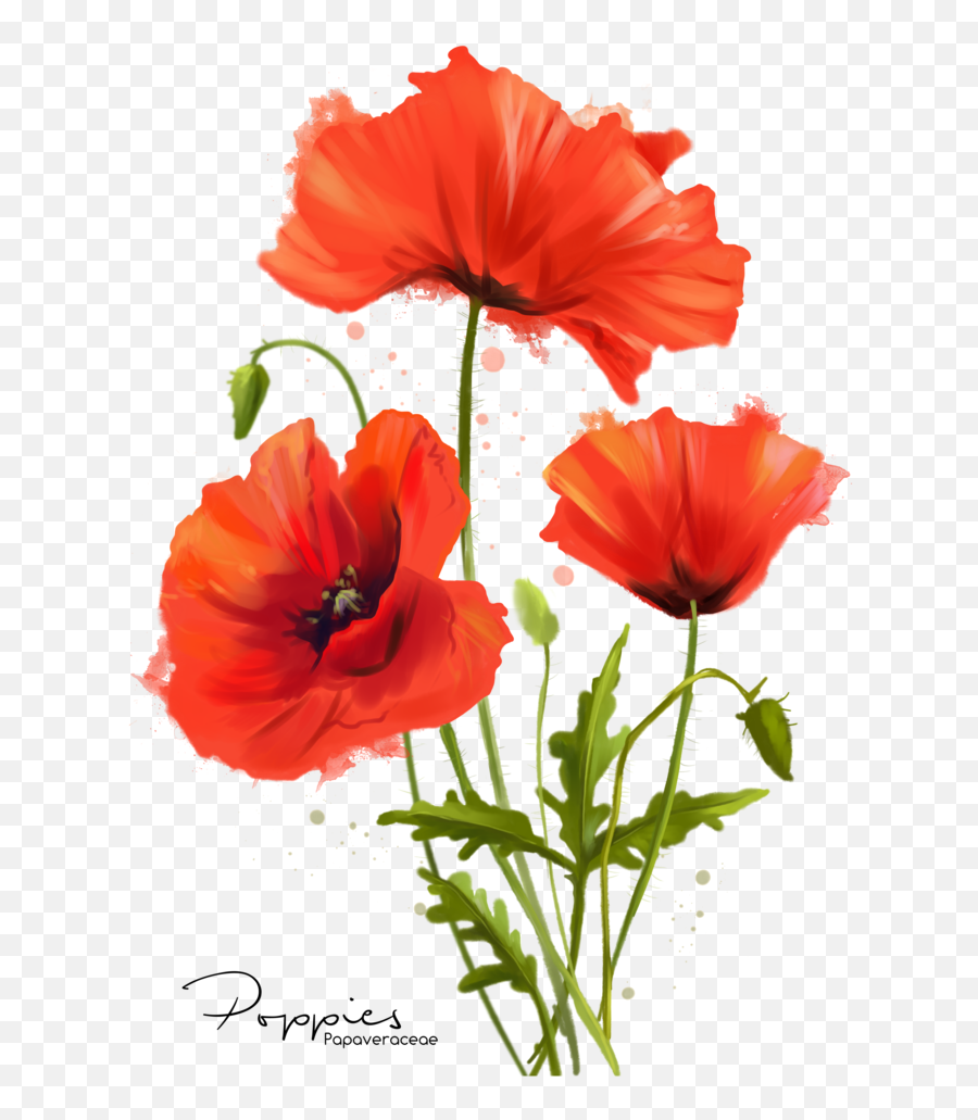 Watercolor Poppy Flower Painting - Poppies Watercolor Png,Poppy Png