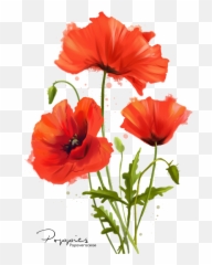 Watercolor Poppy Flower Painting - Poppies Watercolor Png,Poppy Png