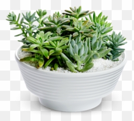 Succulent Transparent Png Clipart - Plantas Suculentas Png,Succulent Png