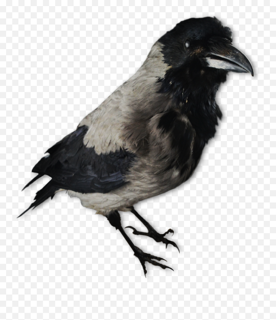 American Crow Transparent Png - Crow Decoy,Crow Transparent