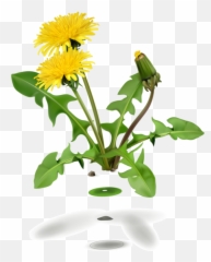 Dandelion Flower Vector Icons - Clipart png