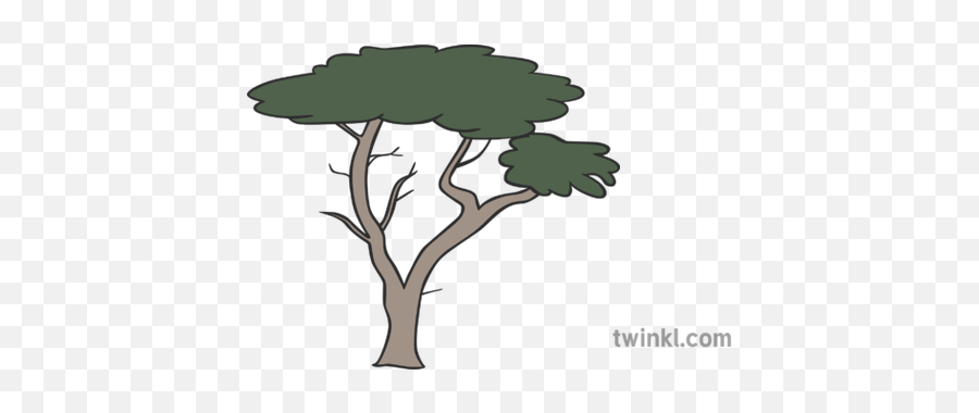 Cypress Tree Illustration - Floor Is Lava Clipart Png,Cypress Tree Png