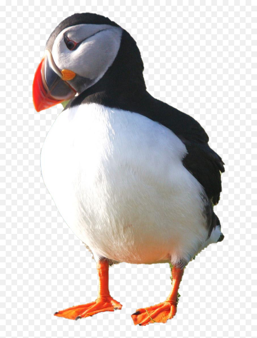 Puffin Png Photo - Puffin Png,Puffin Png