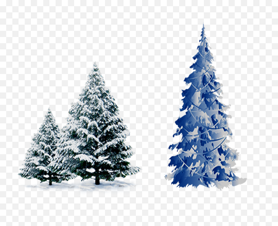 Snow Pine Png - Blue Christmas Tree Vector Png Transparent Snow Christmas Tree Png,Christmas Snow Png