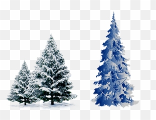 Snow Pine Png - Blue Christmas Tree Vector Transparent