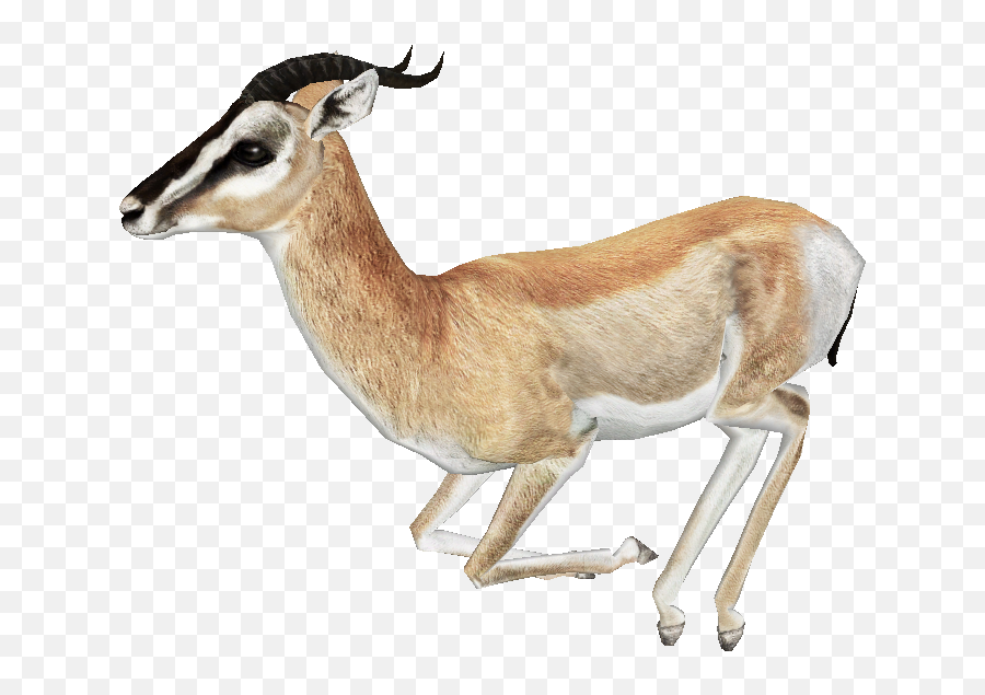 Gazelle Png Free Download Mart - Gazelle Transparent Background,Antelope Png