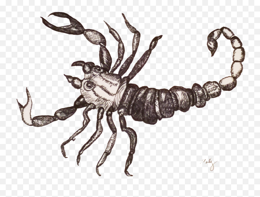 Download Cross - Hatch Scorpion Sketch Full Size Png Image,Crosshatch Png