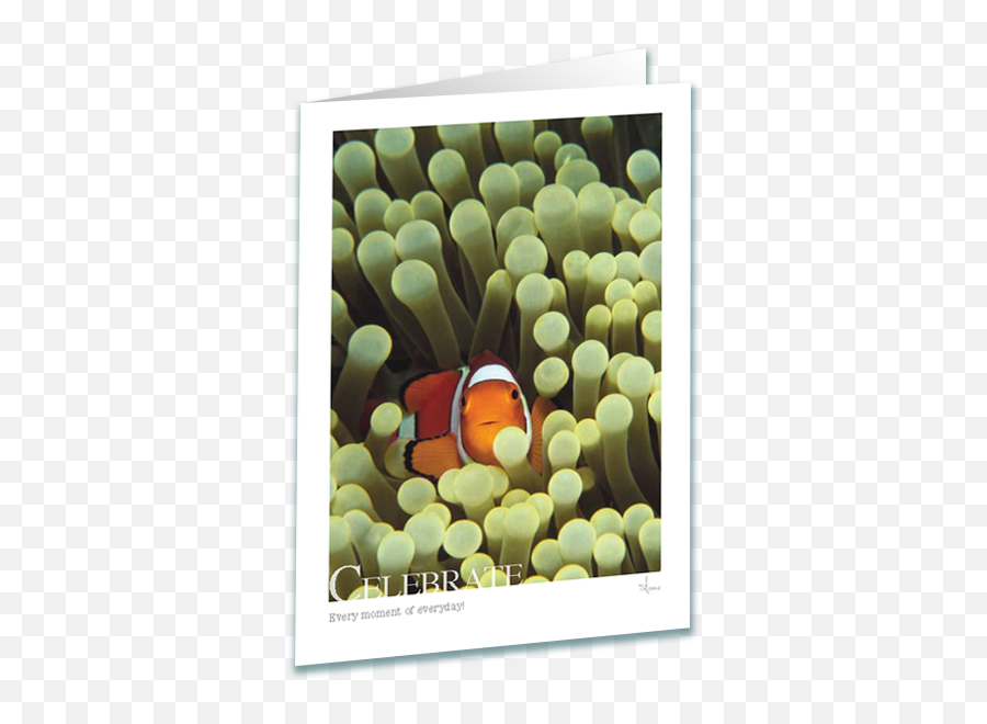 Celebrate Clownfish Greeting Card - Ocellaris Clownfish Png,Clownfish Png