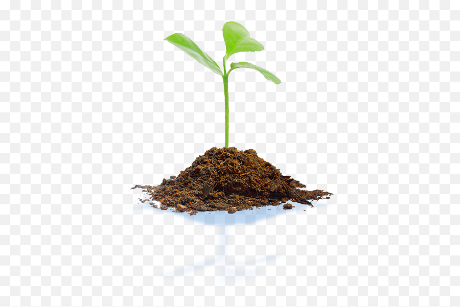 Soil Treatment - Biofertilizers And Biostimulants Algenol Young Tree Plant Png,Soil Png