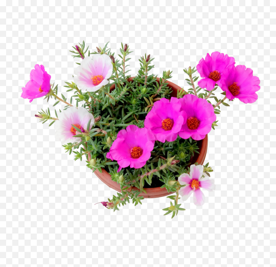 Portulaca Flower - Japanese Rose Flower Png,Japanese Flower Png