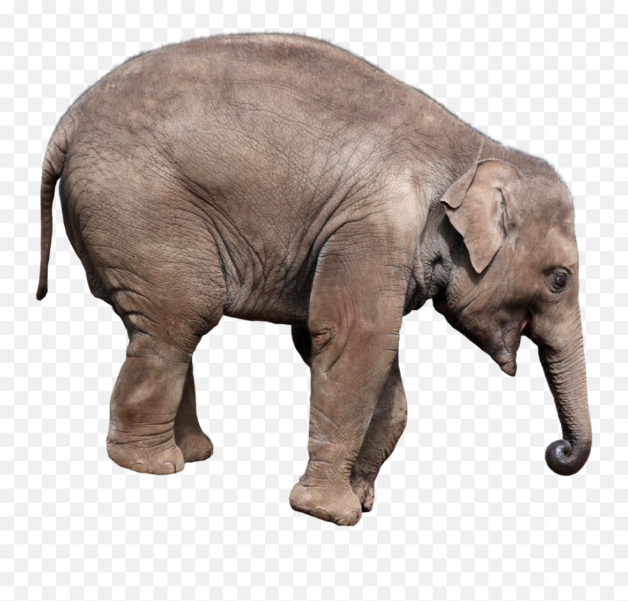 Elephants Png In High Resolution - Elephant Transparent Background,Elephant Transparent Background