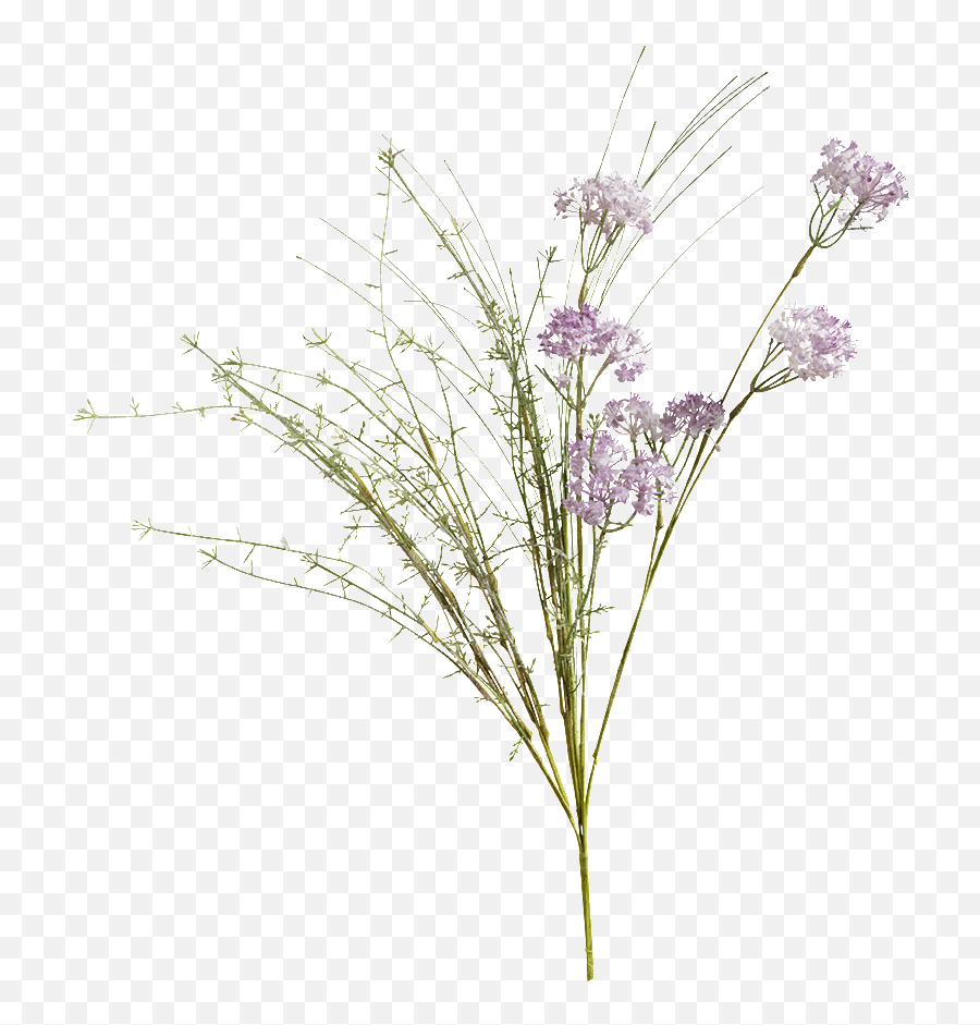 Download Shady Meadow Flower Lilac - Transparent Dry Flowers Png,Meadow Png