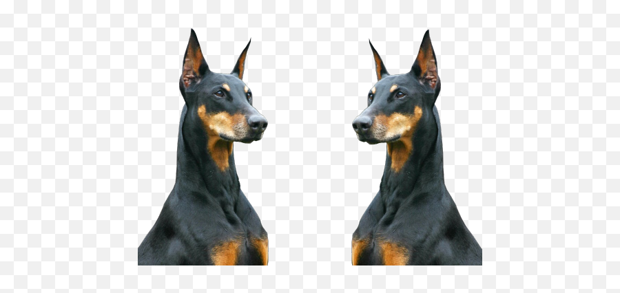 Animals Black Animal Urban Dogs Gangster Gang Ghetto - Dobermann Png,Transparent Animals