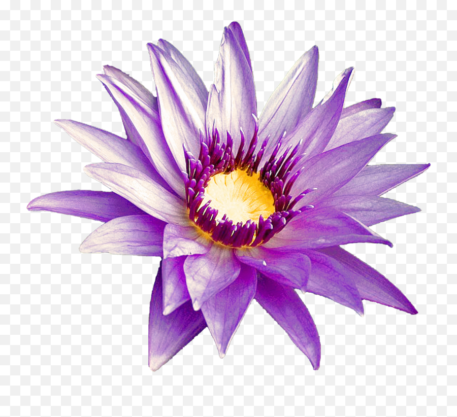Purple Flowernaturesummerfree Pictures Free Photos - Emergent Vegetation Png,Purple Flower Transparent