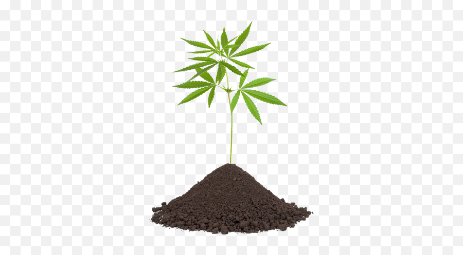 Cannabis Png Images - Transparent Weed Pot Png,Weed Png