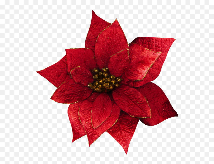Clip Art - Transparent Christmas Flowers Png Download Flower Transparent Poinsettia,Poinsettia Icon Png