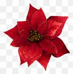 Clip Art - Transparent Christmas Flowers Png Download Flower Transparent Poinsettia,Poinsettia Icon Png