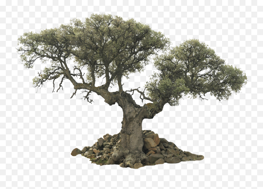 An Unusual Tree - Pictures V59 Png Full Hd U2014 Olive Tree Transparent Background,Big Tree Png