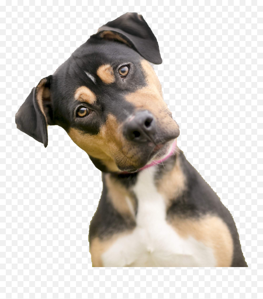 Dog Looking Png Photos Mart - Sorry I Don T Understand,Dogs Png