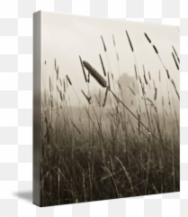 Foggy Field By Alesia Kaye - Grass png