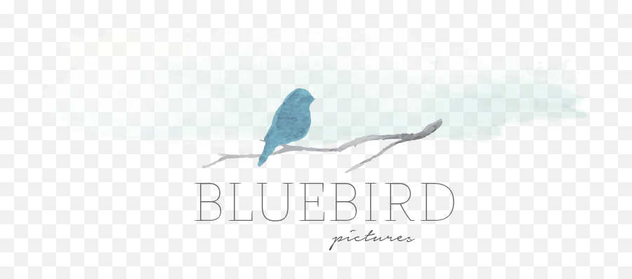 Bluebird Pictures Bree Fowles Utah Photographer - Language Png,Bluebird Icon