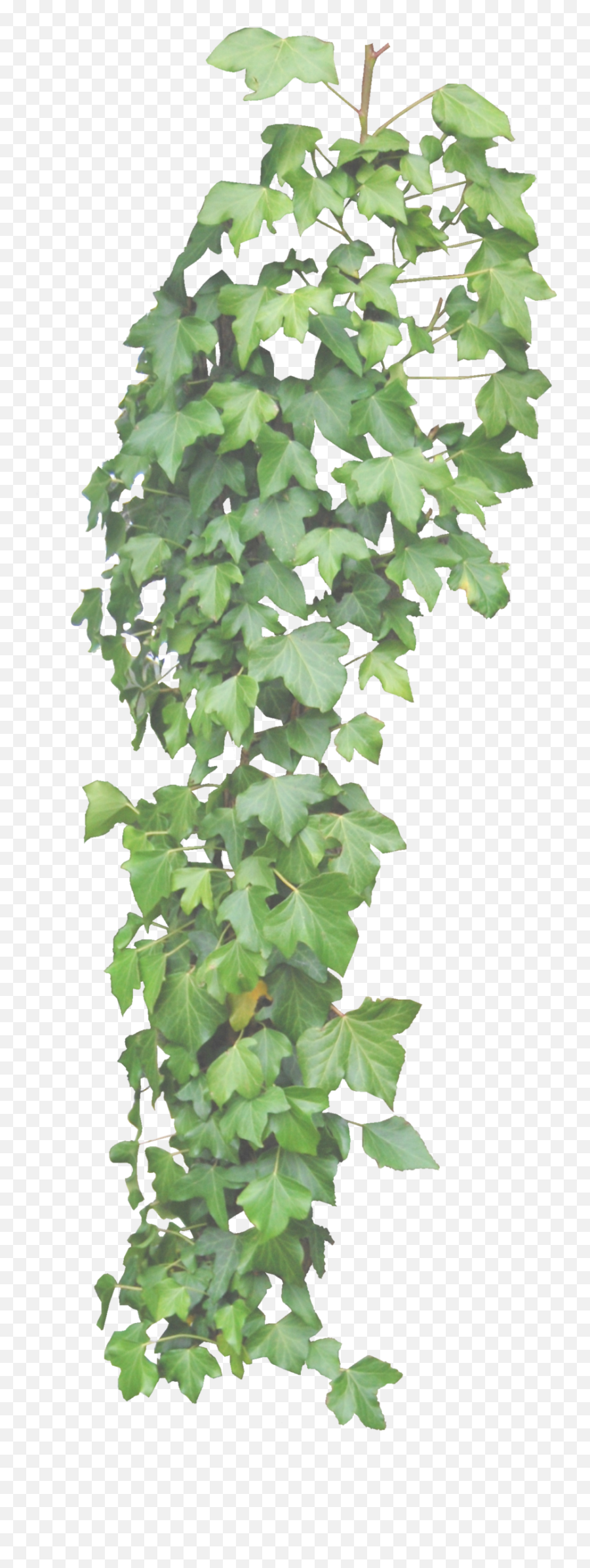 Ivy Png Images - Transparent Hang Plants Png,Ivy Png
