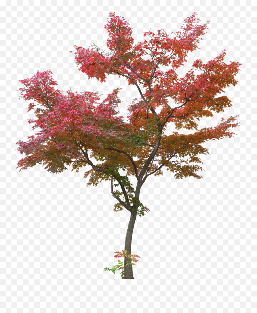 Tree Leaf Plant - Japanese Maple Trees Png,Red Tree Png
