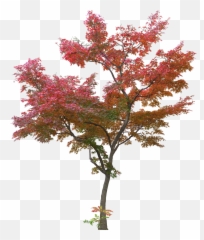 Tree Leaf Plant - Japanese Maple Trees Png