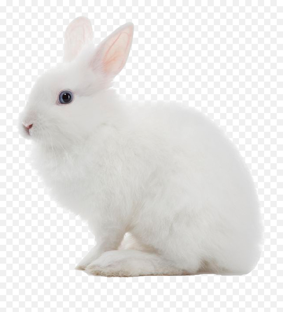 White Rabbit Png Image - Transparent Background Rabbit Png,White Rabbit Png