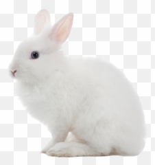 White Rabbit Png Image - Transparent Background
