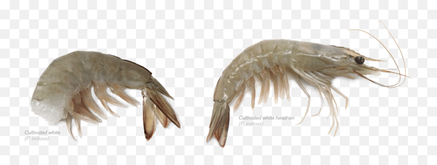 Red Sea - Darik Enterprises Inc The Shrimp People Litopenaeus Setiferus Png,Shrimp Png