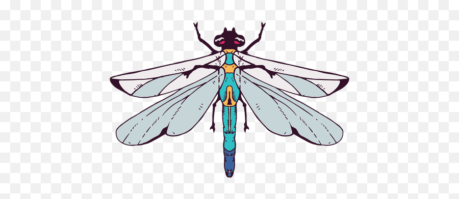 Transparent Png - Dragonfly Png Vector,Dragonfly Png
