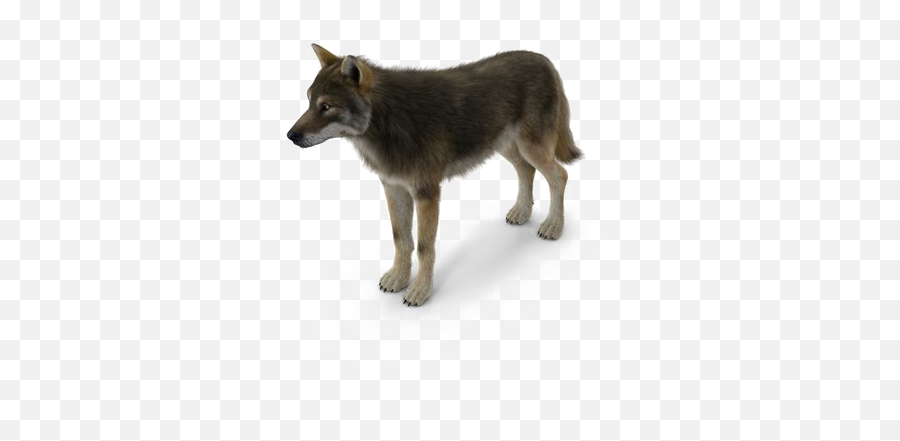 Grey Wolf Png Pic Mart - Wolf,Wolf Transparent