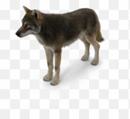 Grey Wolf Png Pic Mart - Wolf,Wolf Transparent