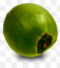 Download Green Coconut Png - Papaya,Coconut Png