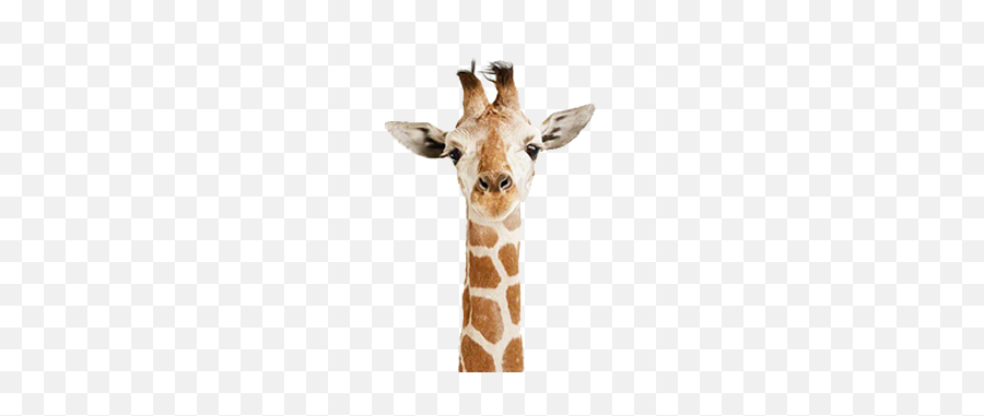 Giraffe Png - Cute Twitter Headers Giraffe,Giraffe Transparent Background